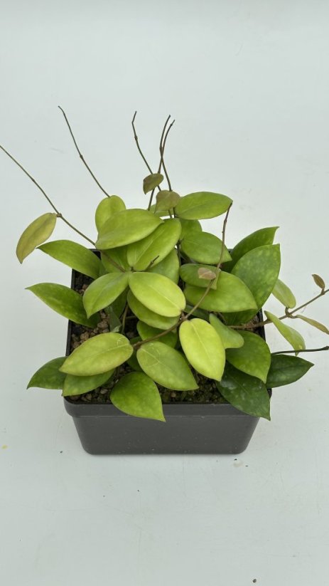 Hoya anda cv. violet purple