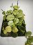 Hoya Biakensis splash
