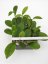 Hoya diversifolia el nidicus