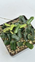 Hoya rotundiflora