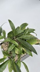 Hoya rigida IML 1424