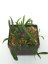 Hoya Sp. Aff. Wrayi