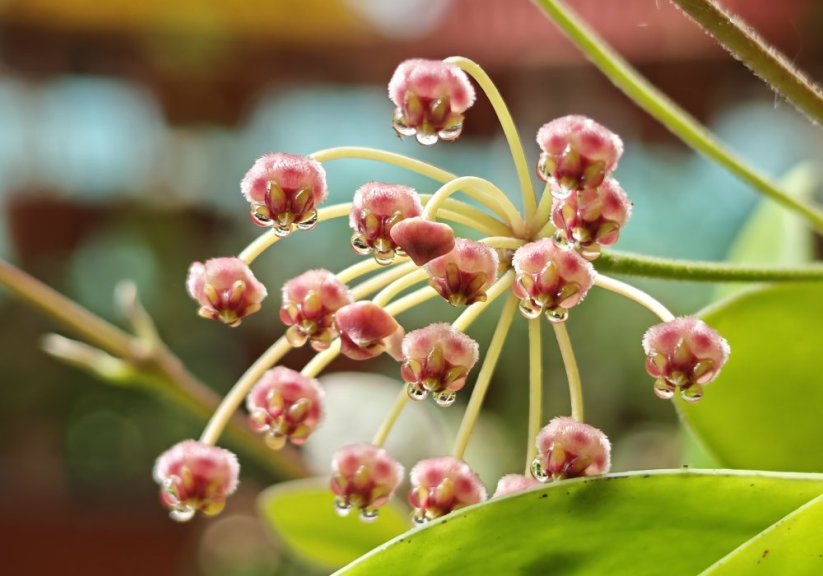 Hoya pallilimba