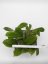 Hoya forbesii gelbe blten