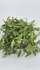 Hoya gracilis splash