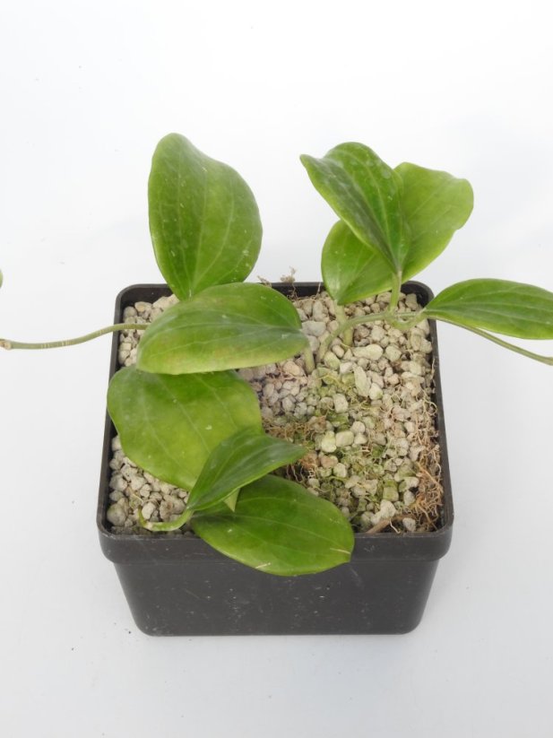 Hoya Merillii