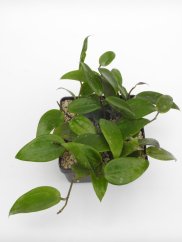Hoya khao yai