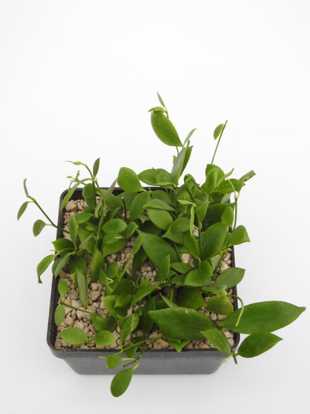 Hoya eitapensis