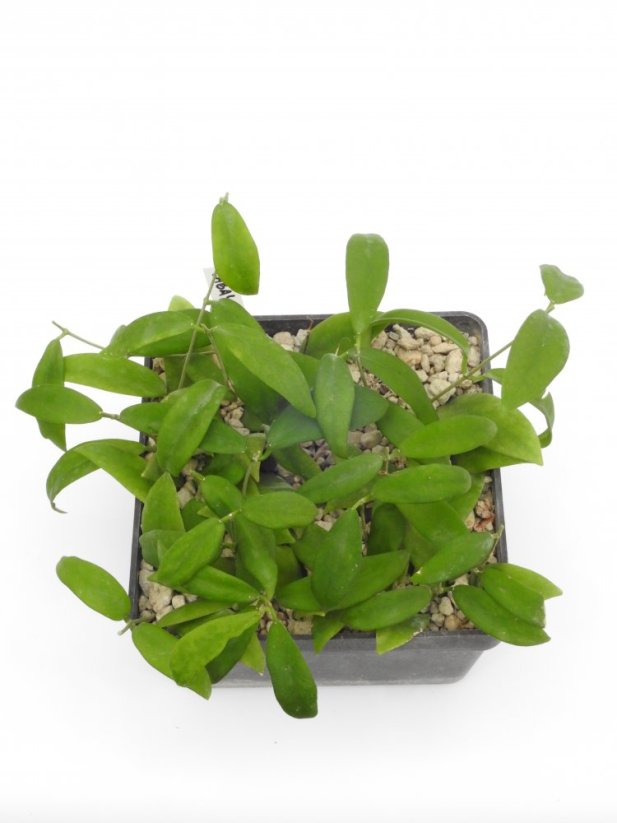 Hoya cagayanensis