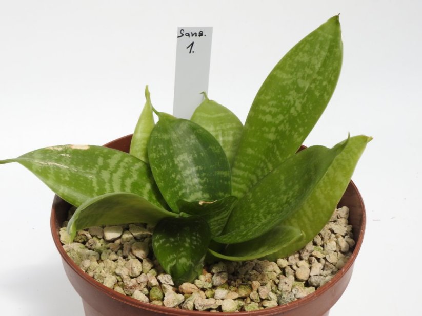 Sansevieria trifasciata nana  No.1
