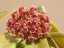 Hoya ilagiorum