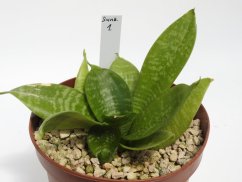 Sansevieria trifasciata nana  No.1
