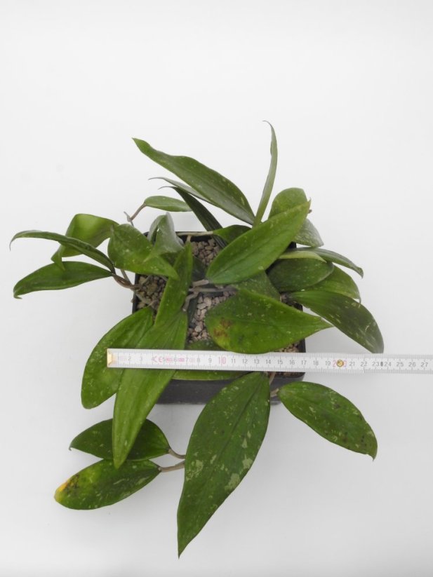 Hoya rigida