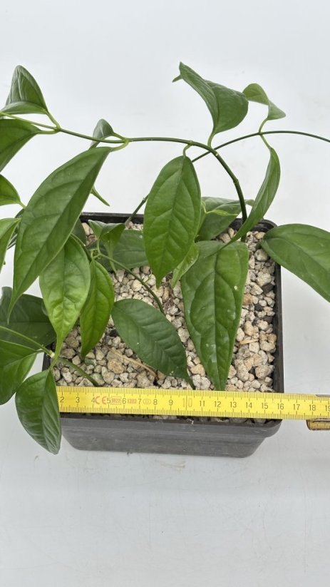 Hoya linusi