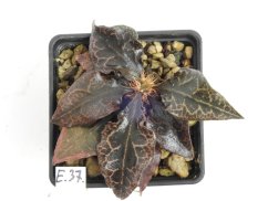 Euphorbia francoisii hybrid  No.37