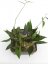 Hoya lamingtoniae png 4
