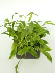 Hoya Rosarioae