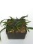 Hoya Sp. Aff. Wrayi