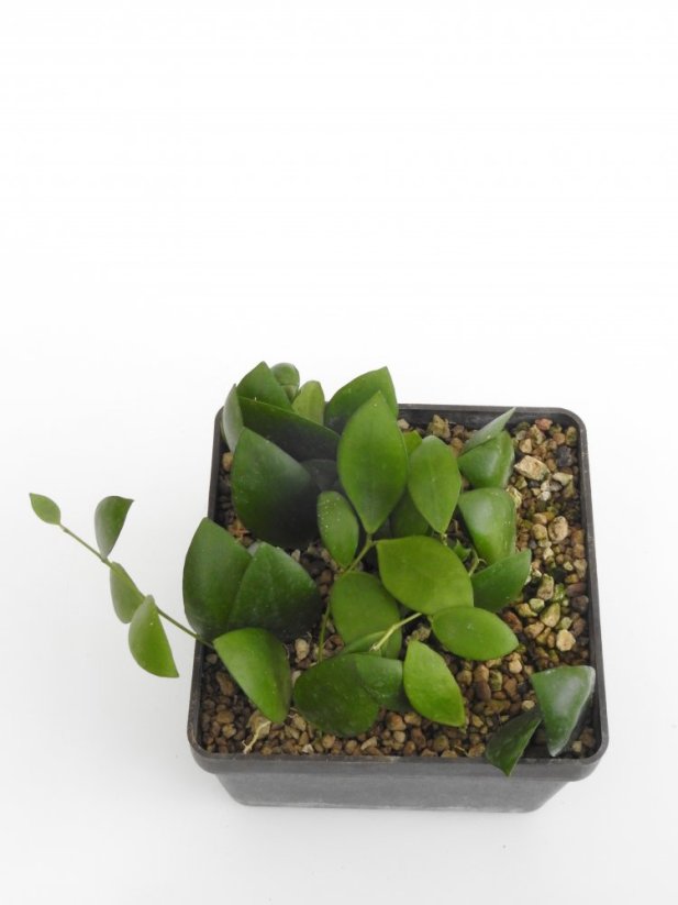 Hoya myrmecopa