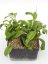Hoya UT-033 Apple Green