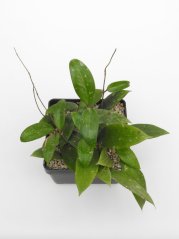 Hoya sp. epc-301 black leaves