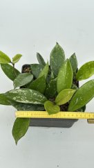 Hoya AH 074