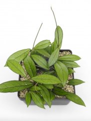 Hoya crassipetiolata