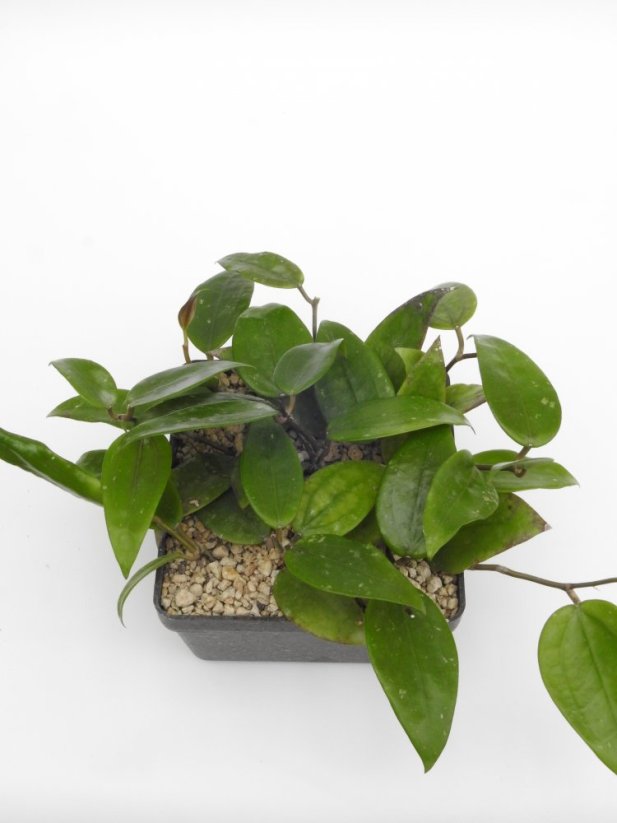 Hoya khao yai