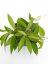 Hoya neoebudica