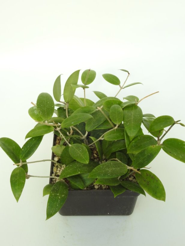 Hoya Spearmint