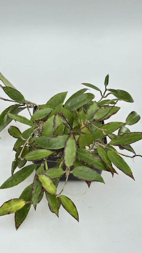 Hoya aff. Acuta EPC 759
