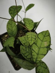 Hoya Calistophylla Aceh