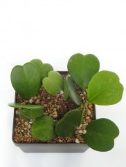 Hoya Kerrii