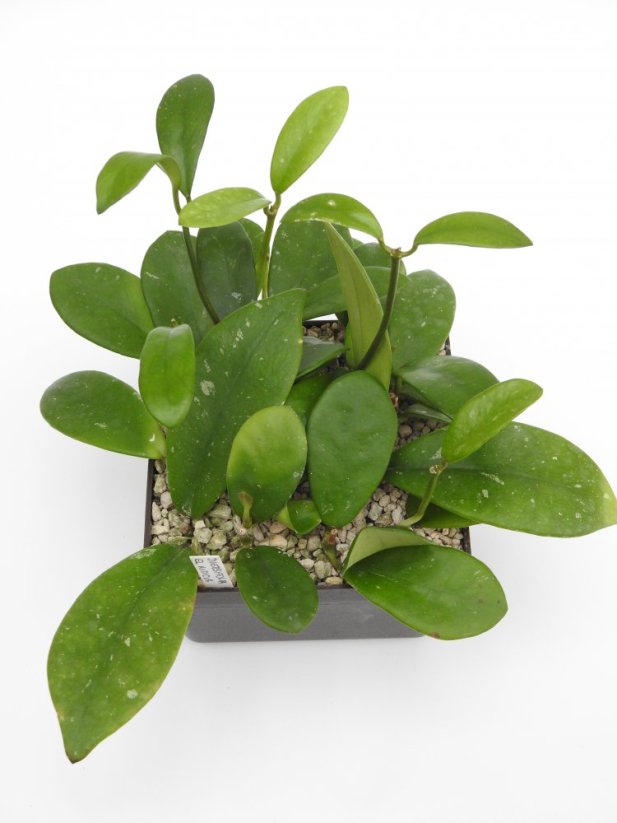 Hoya diversifolia el nidicus