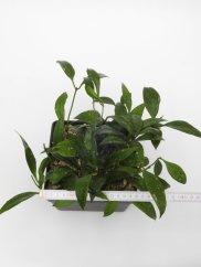Hoya plicata