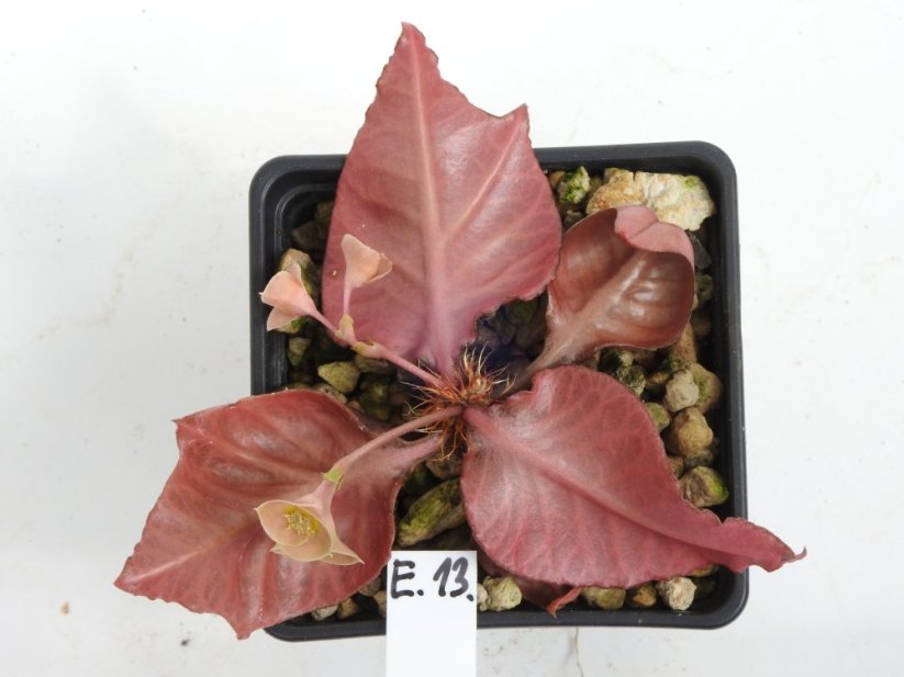 Euphorbia francoisii hybrid  No.13