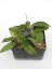 Hoya Finlaysonii Panggha