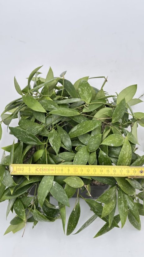 Hoya gracilis splash