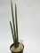 Sansevieria pearsonii  No.16