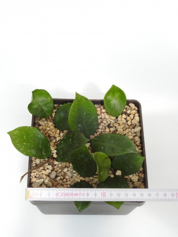 Hoya Snow Ball