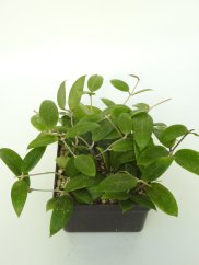 Hoya Spearmint