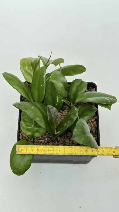 Hoya ricardo