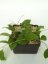 Hoya Tomataensis