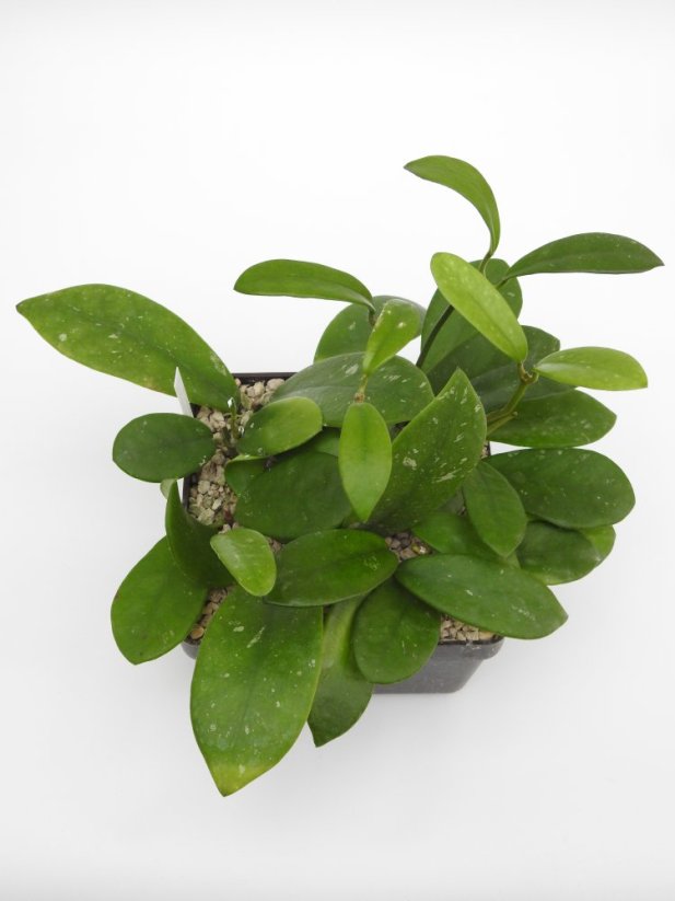 Hoya diversifolia el nidicus