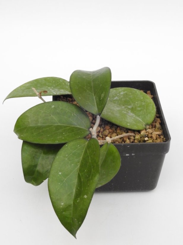 Hoya Fuscomarginata