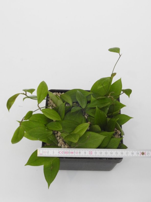 Hoya sulawesi 8845