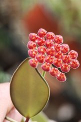 Hoya burtoniae ds70