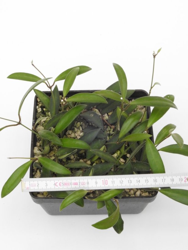 Hoya anncajanoae