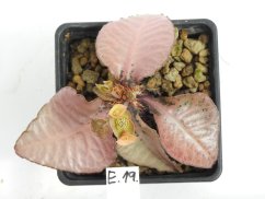 Euphorbia francoisii hybrid  No.19