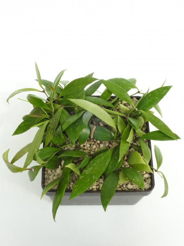 Hoya gracilis